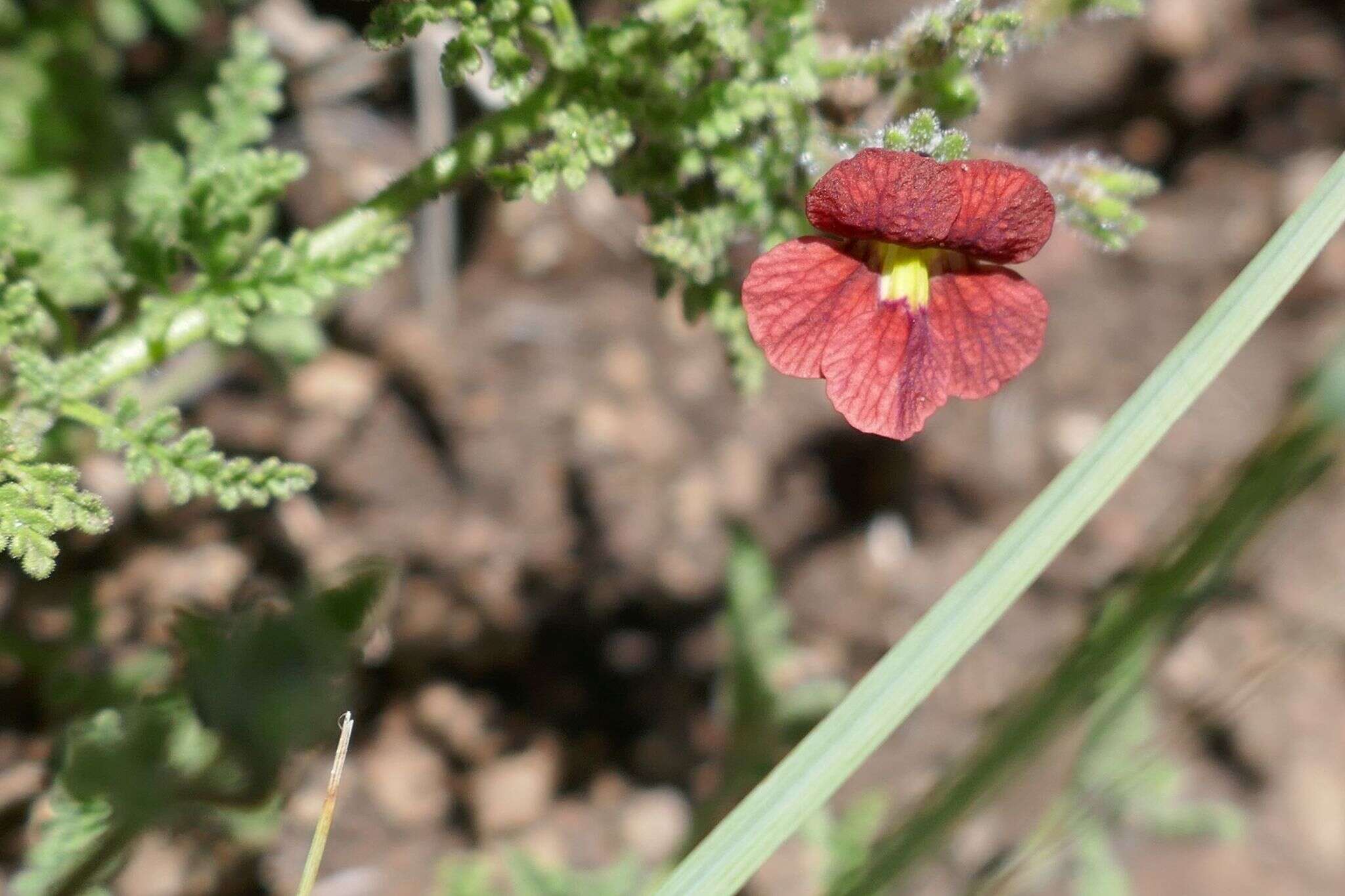 Image of Jamesbrittenia breviflora (Schltr.) O. M. Hilliard