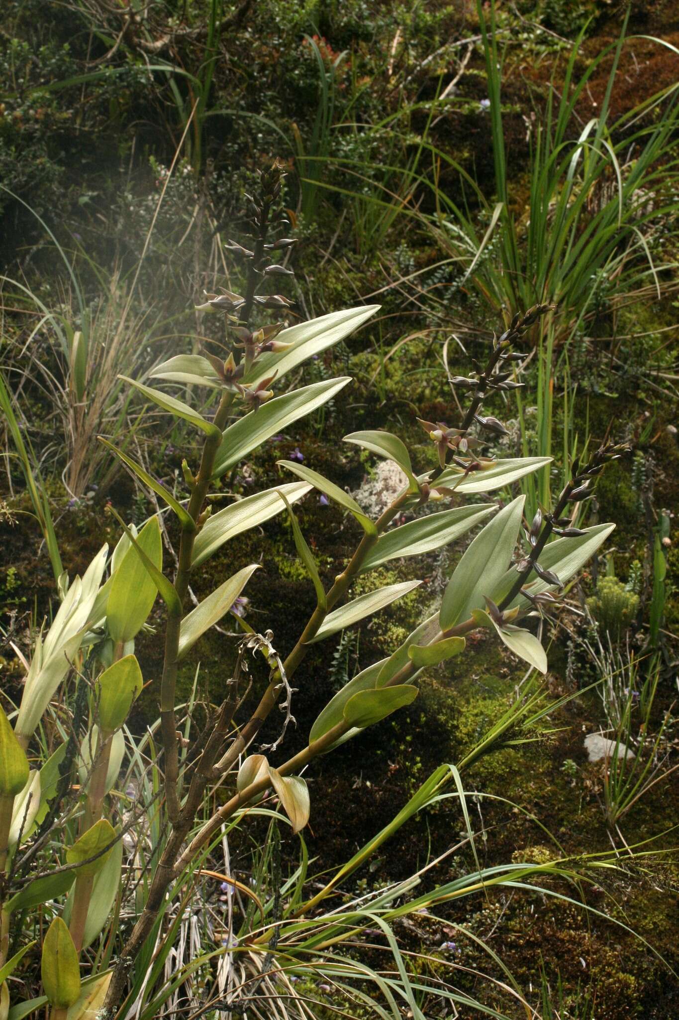 Image of Epidendrum oxycalyx Hágsater & Dodson