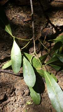 Image of Boscia madagascariensis (DC.) Hadj Moust.