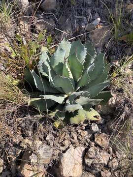 Image of Agave guadalajarana Trel.