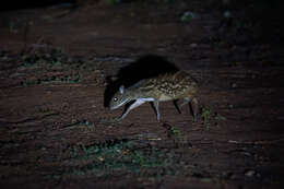 Image of Chevrotain