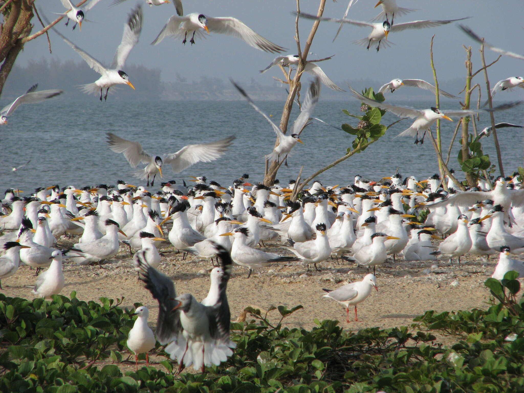 Image of West African Crested Tern