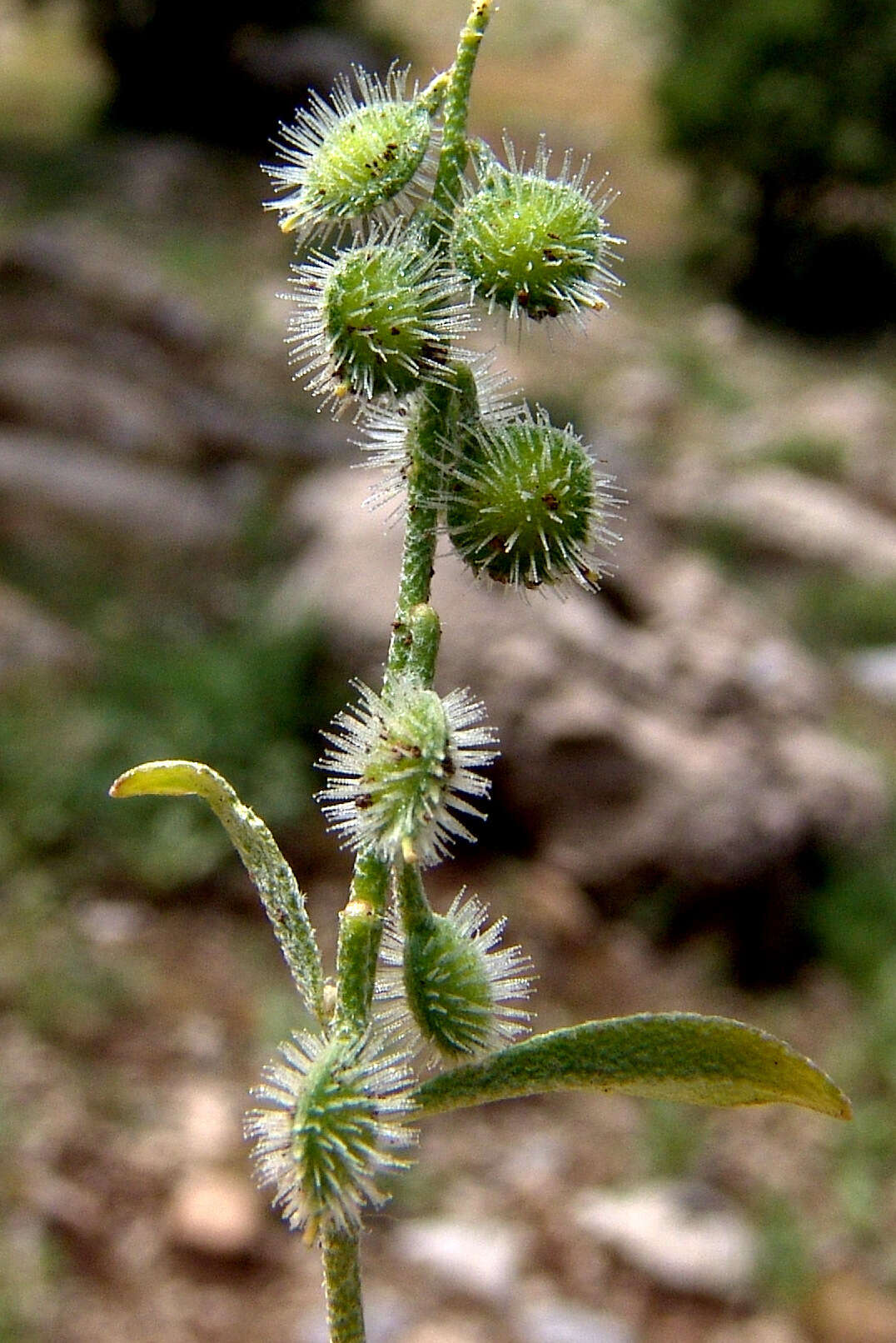 Image de Clypeola lappacea Boiss.