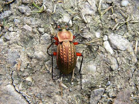 Image of immigrant sausage ground beetle