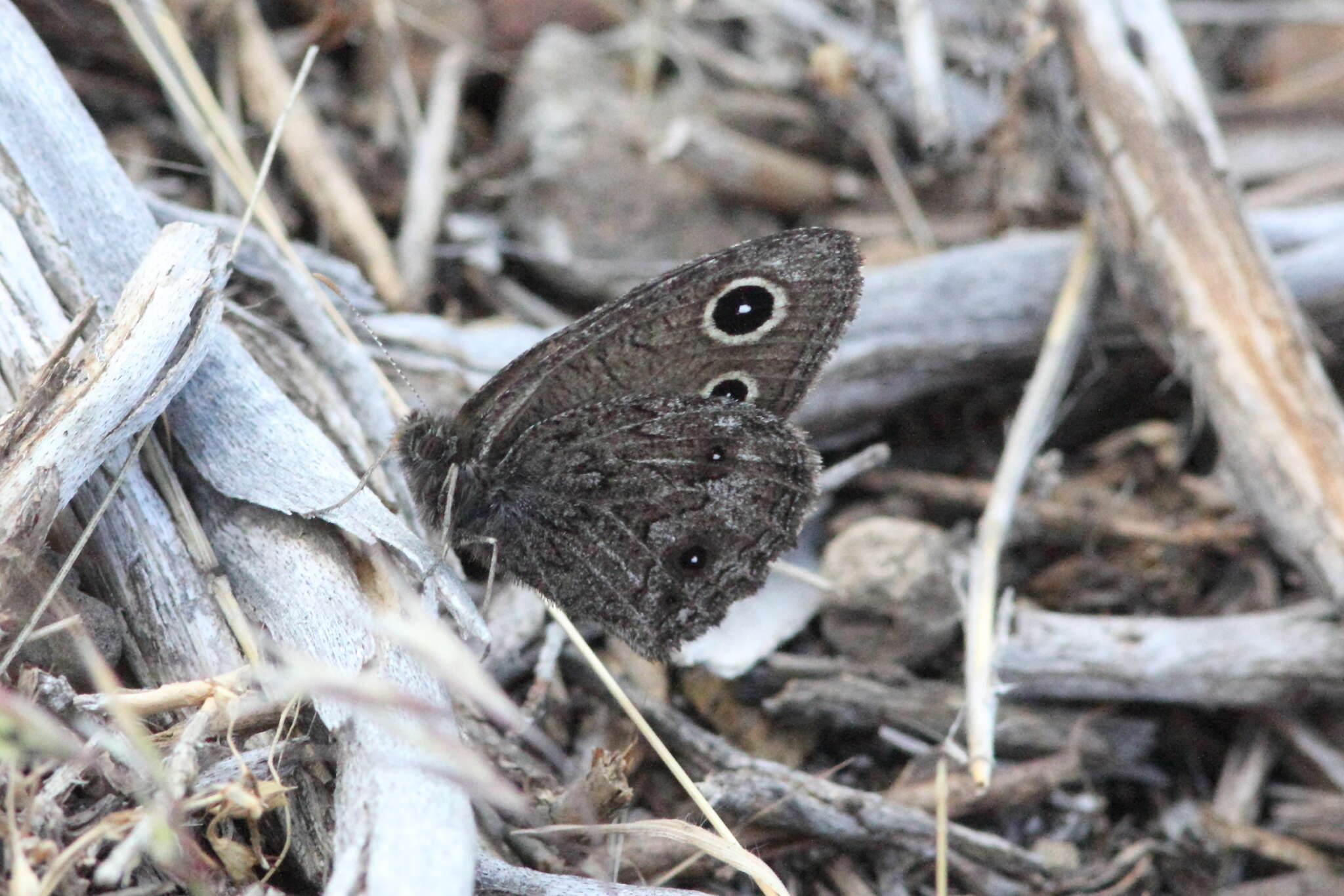 Image of Small Wood Nymph