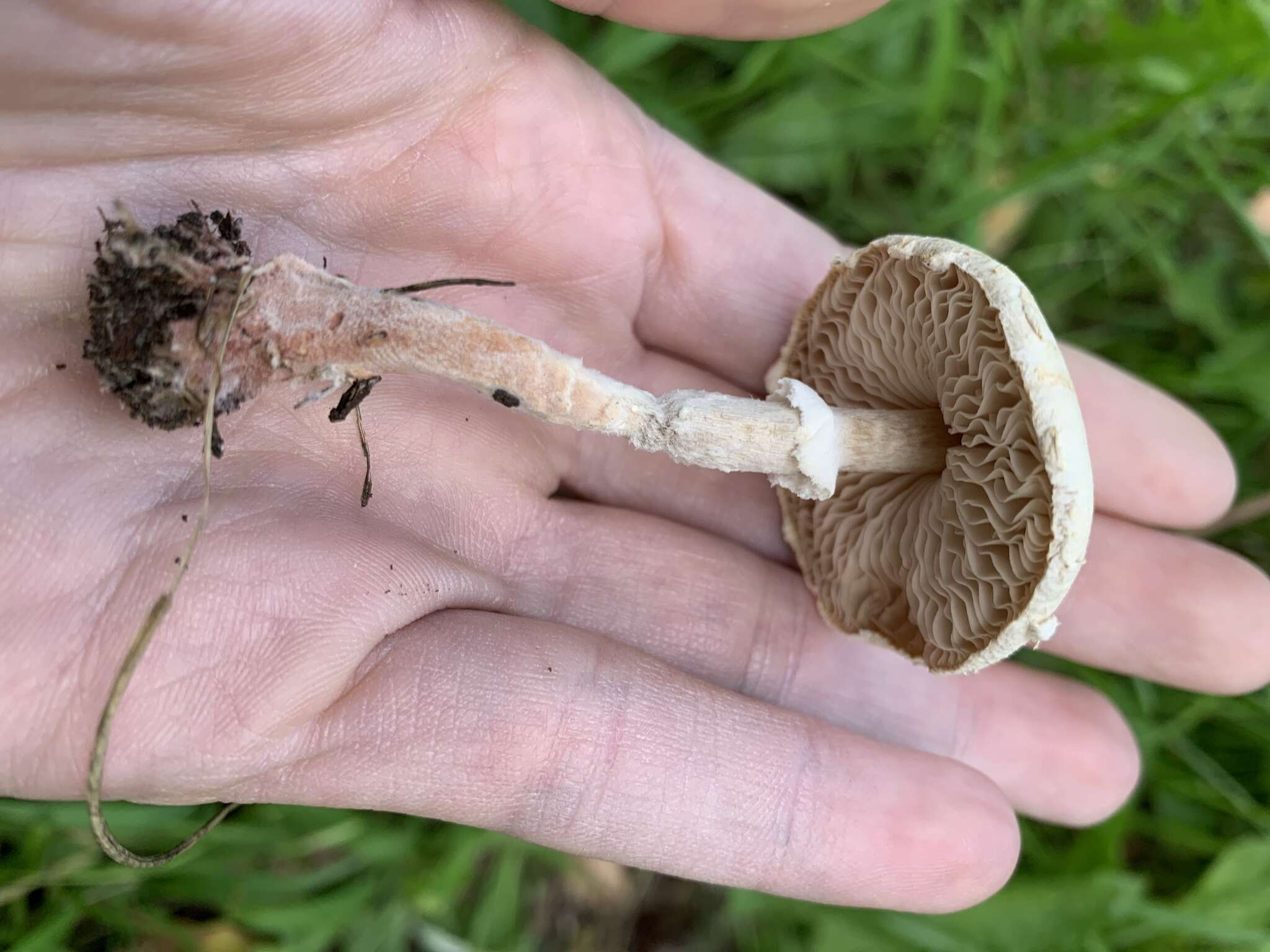 Слика од Saproamanita prairiicola (Peck) Redhead, Vizzini, Drehmel & Contu 2016