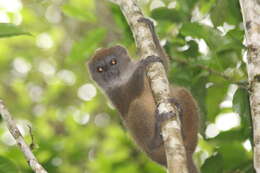 Image of Bamboo Lemur