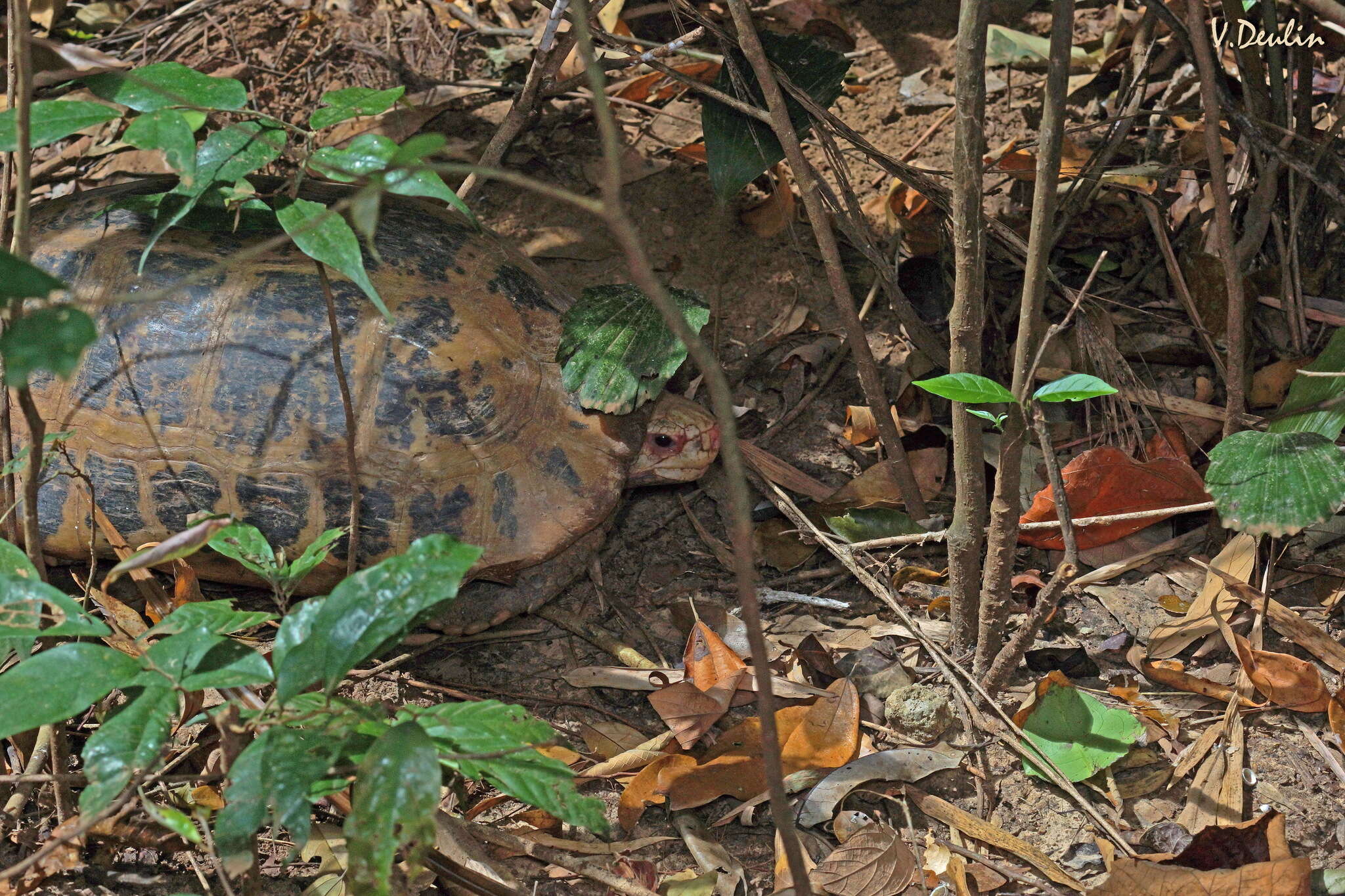 Слика од Indotestudo