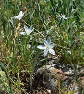 Imagem de Ornithogalum navaschinii Agapova