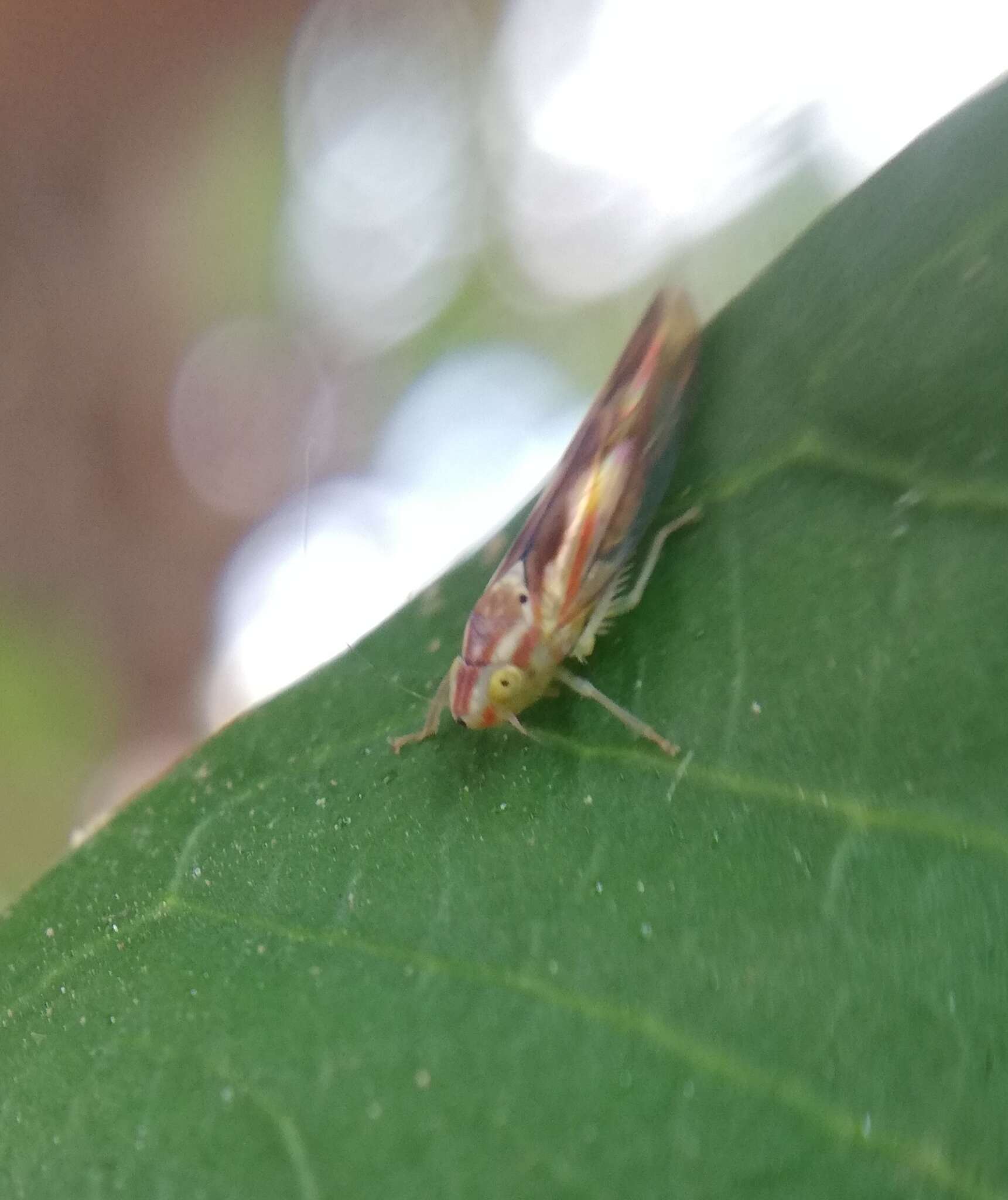 Plancia ëd Neocoelidia bilobata (De Long 1953)