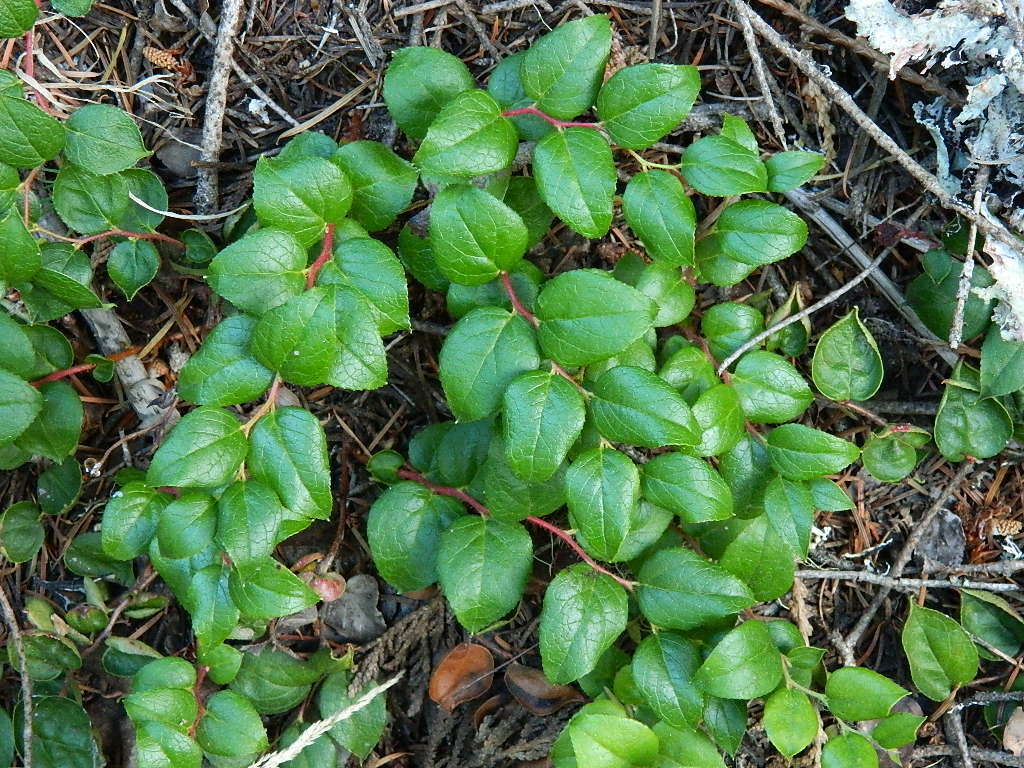 Image of Western Teaberry