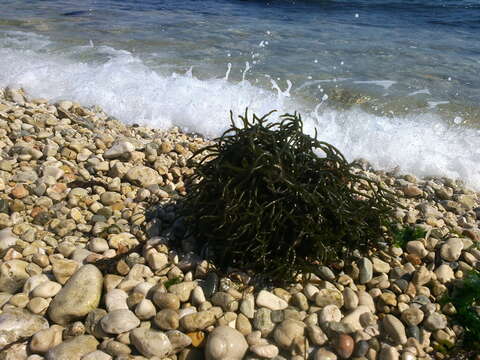 Image of Codium vermilara