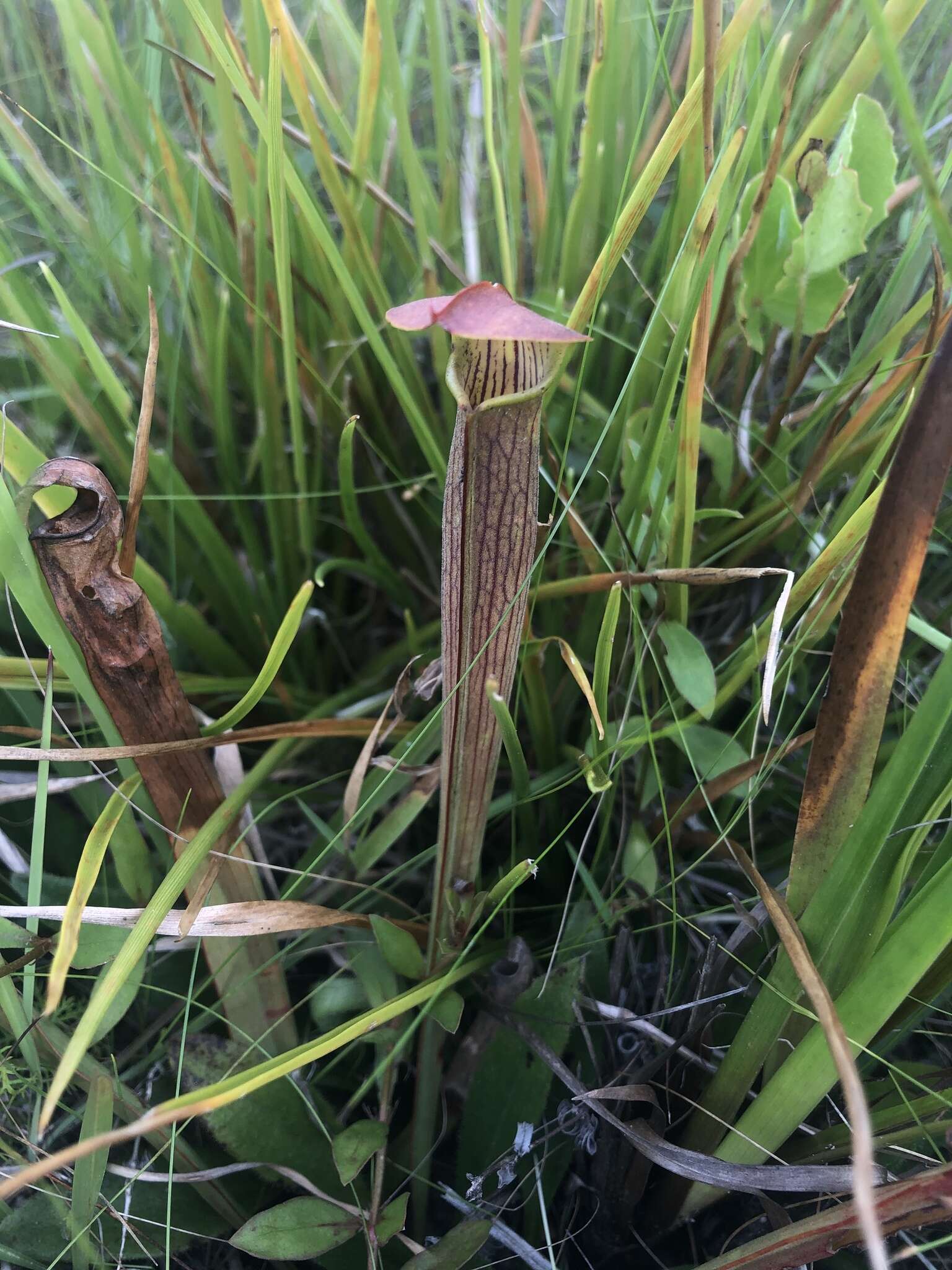 Image of Wherry's pitcherplant