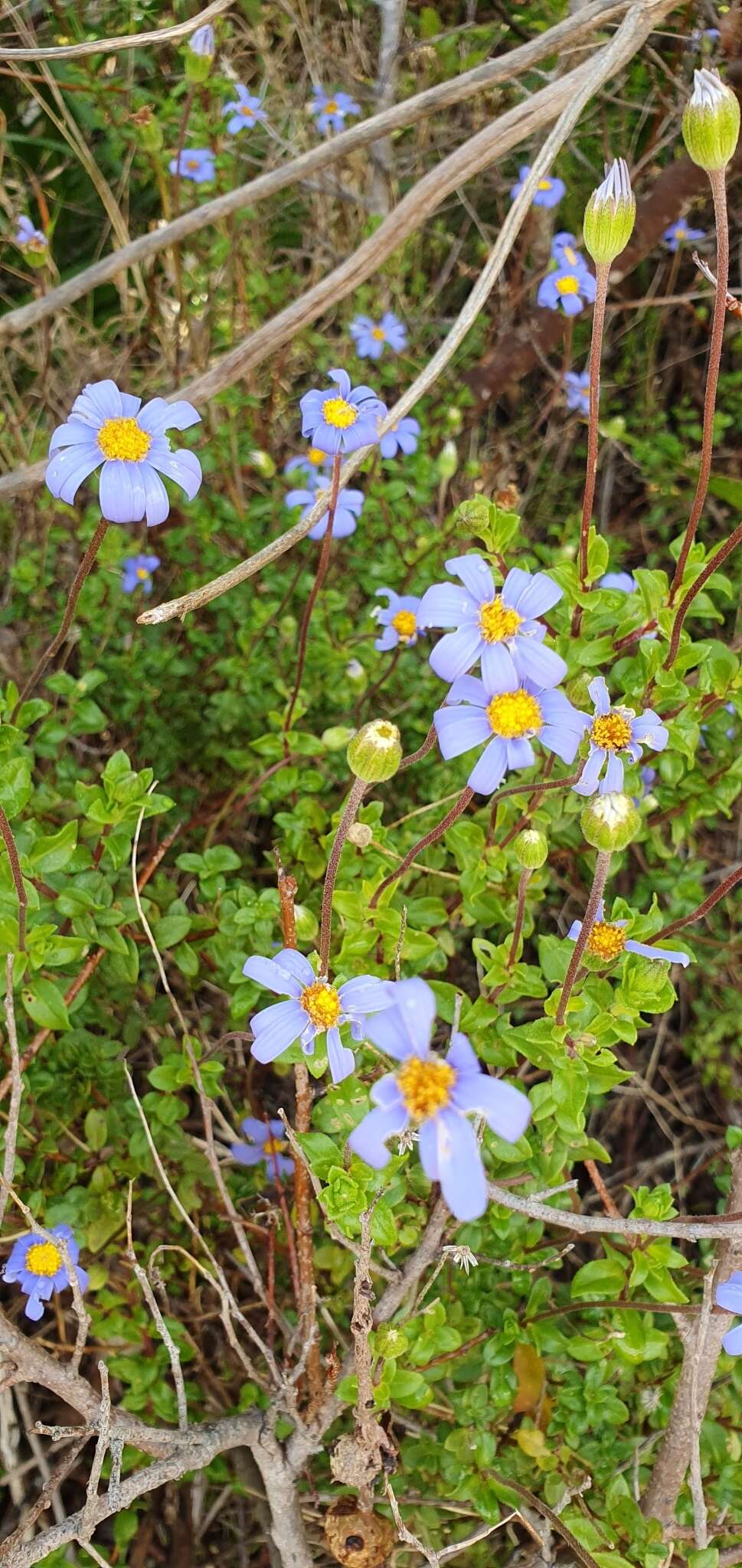 Imagem de Felicia aethiopica subsp. aethiopica