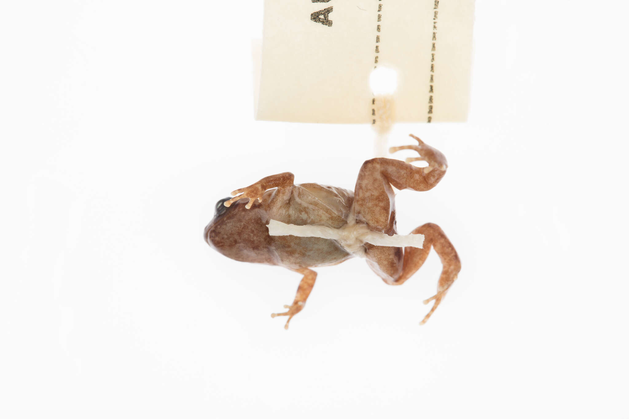 Image of Hosmer's Frog