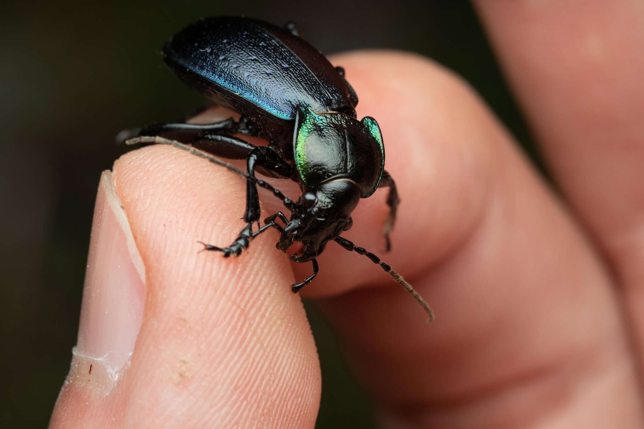 Image of Carabus (Archicarabus) nemoralis prasinotinctus Heyden 1880