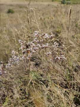 Plancia ëd Limonium bungei (Claus) Gamajun.