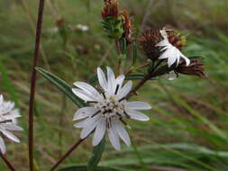 Image of Wedelia cardenasii (H. Rob.) B. L. Turner