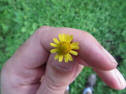 Image of hairy spotflower