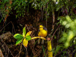 Plancia ëd Myioborus ornatus chrysops (Salvin 1878)