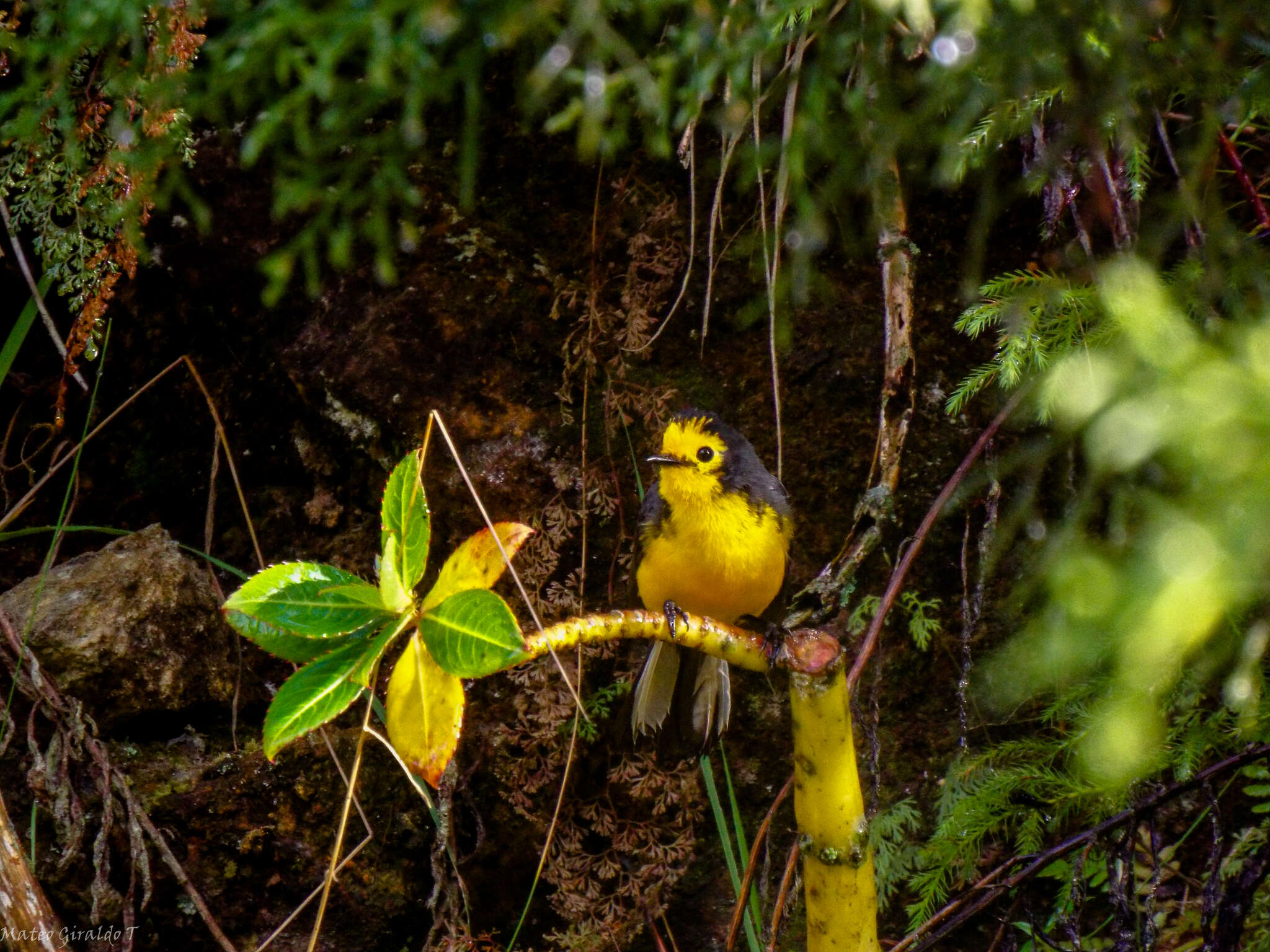 Plancia ëd Myioborus ornatus chrysops (Salvin 1878)