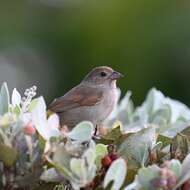 Image of Barbados Bullfinch