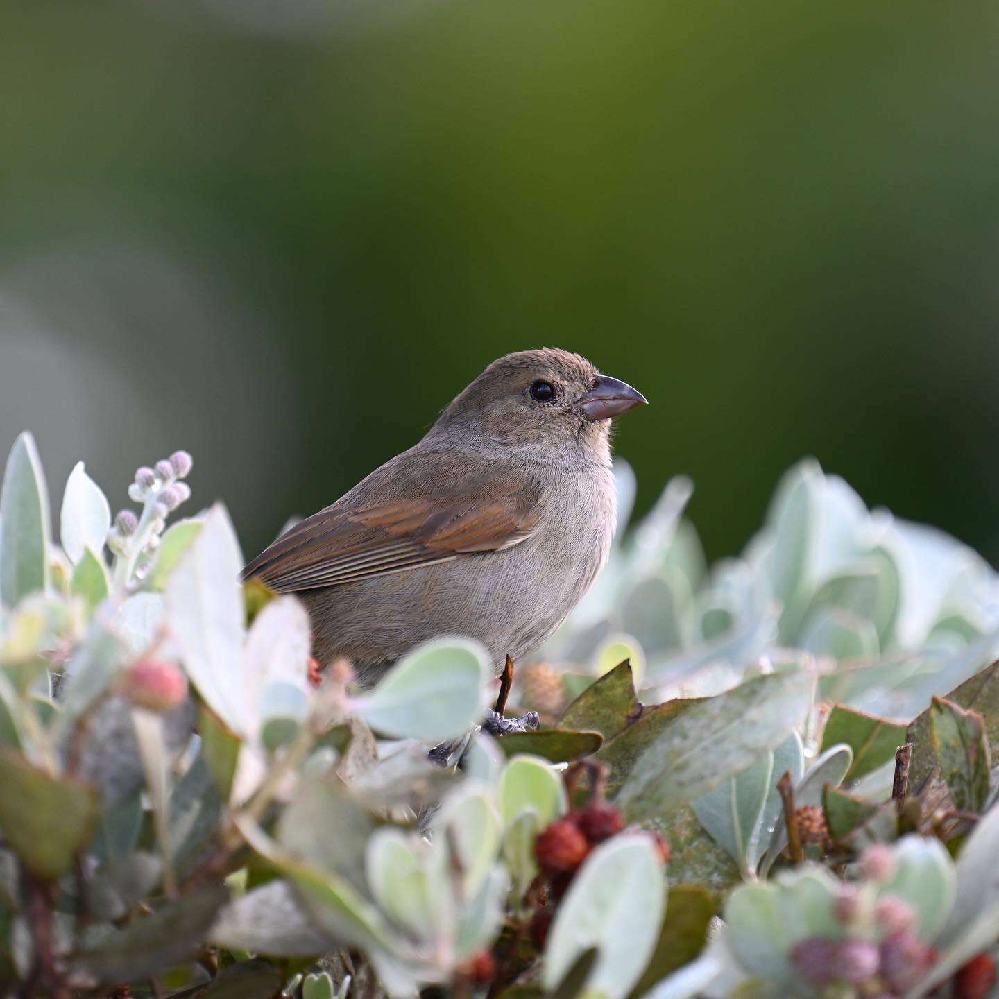 Image of Barbados Bullfinch