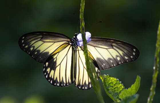 Image of Ideopsis vitrea Blanchard 1853