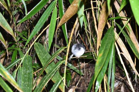 Image of Sunda Forktail