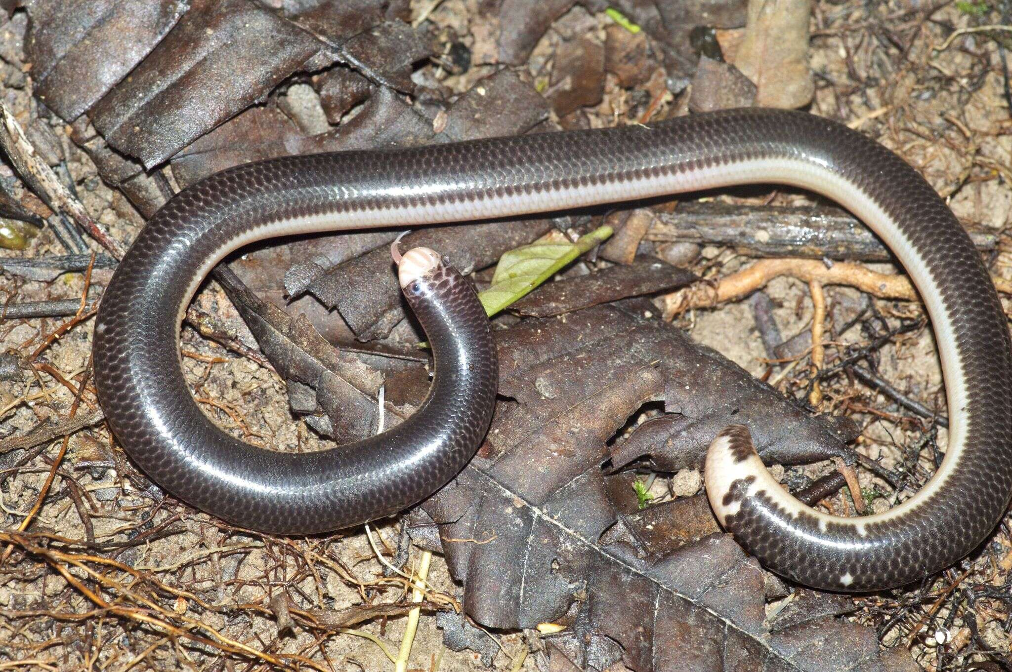 Plancia ëd Amerotyphlops reticulatus (Linnaeus 1758)