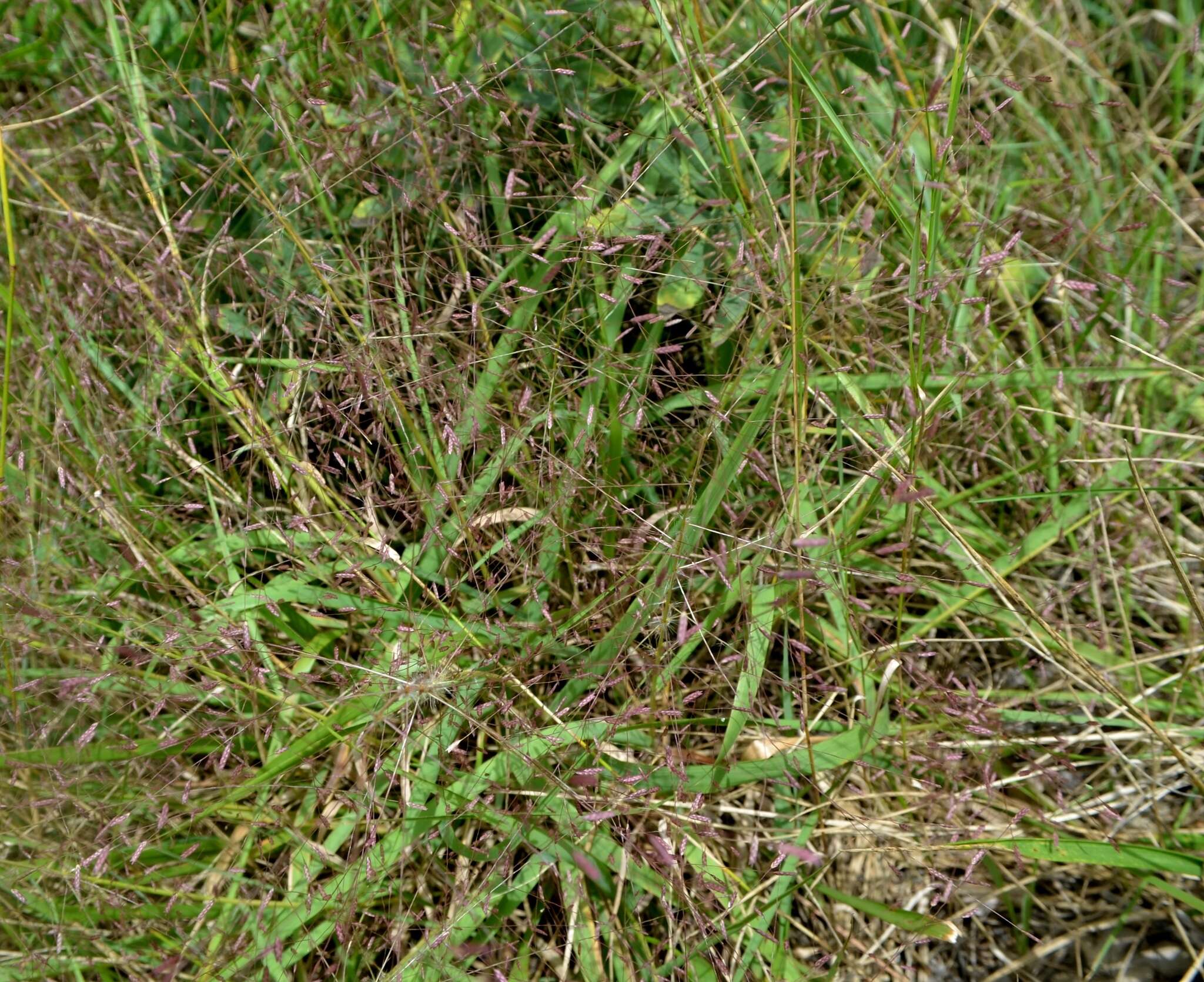 Image of Petticoat-Climber