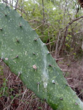 Image of <i>Opuntia karwinskiana</i>