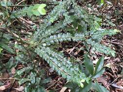 Image of Lasianthus biflorus (Blume) M. Gangop. & Chakrab.