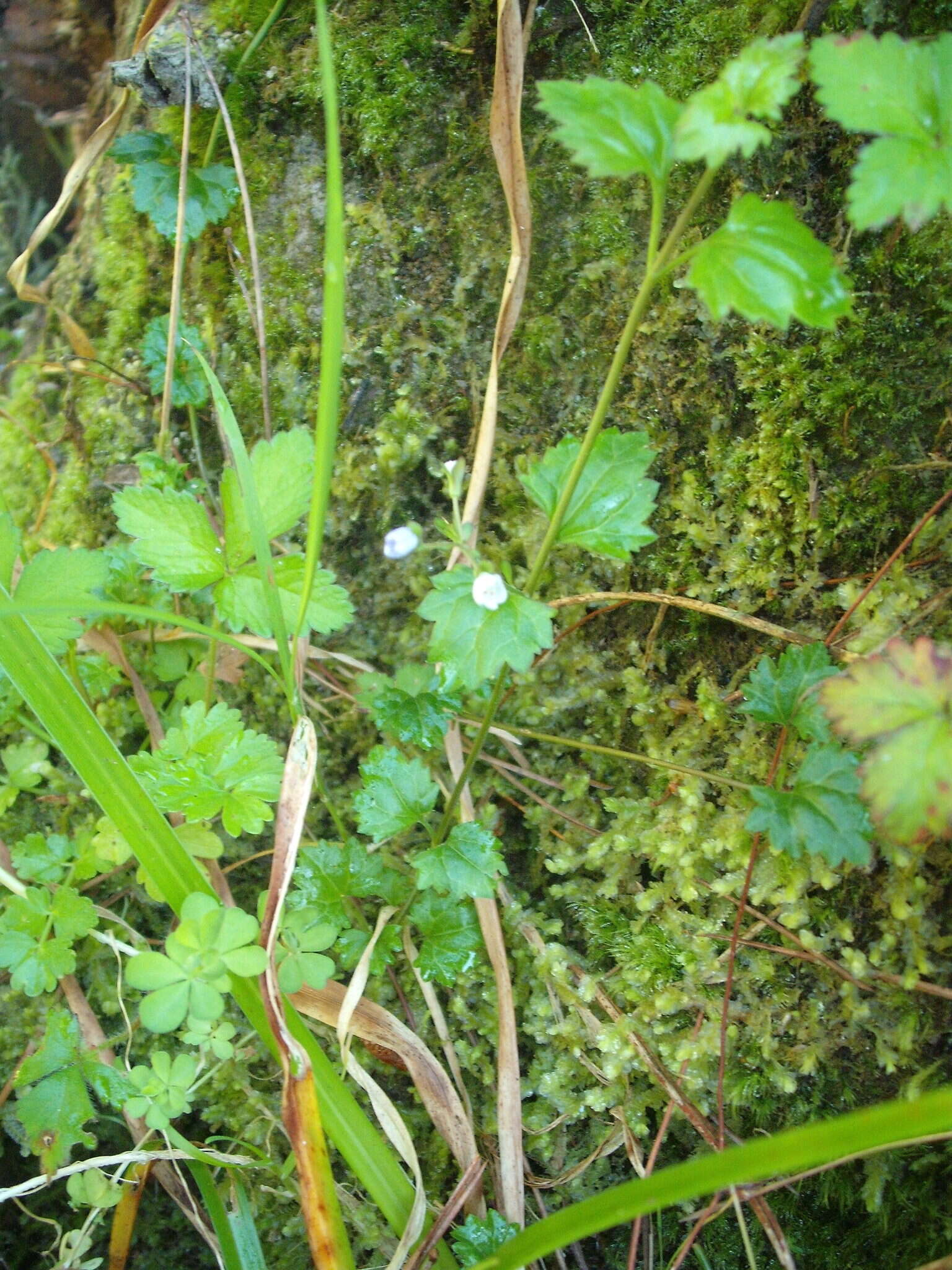 Image of Speedwell