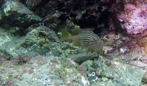 Epinephelus costae (Steindachner 1878)的圖片