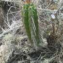 Image of Cleistocactus sepium (Kunth) F. A. C. Weber