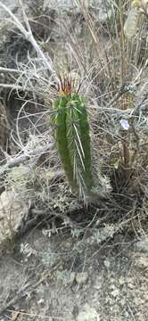 Image of Cleistocactus sepium (Kunth) F. A. C. Weber
