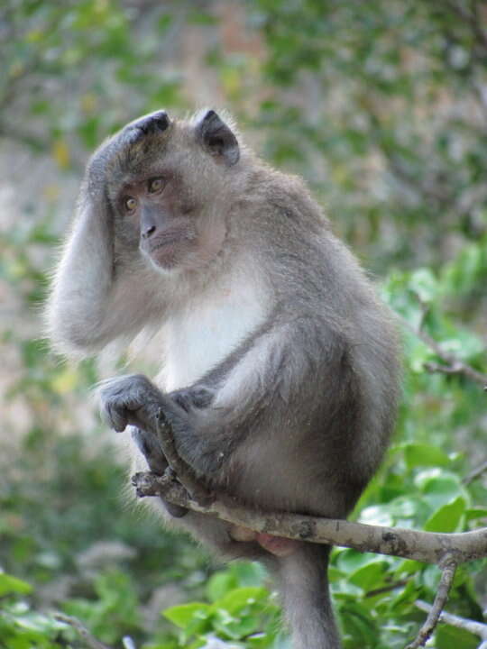 Image of Long-tailed Macaque