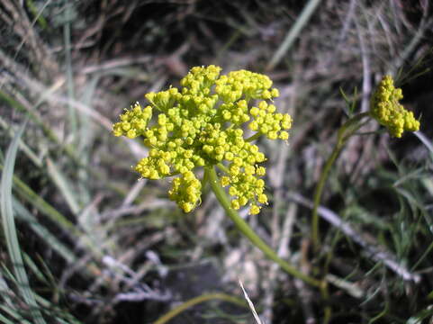 Image of whiskbroom parsley