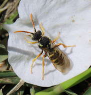 Image of Nomada sexfasciata Panzer 1799