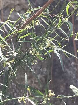 Image of Wiggins' swallow-wort