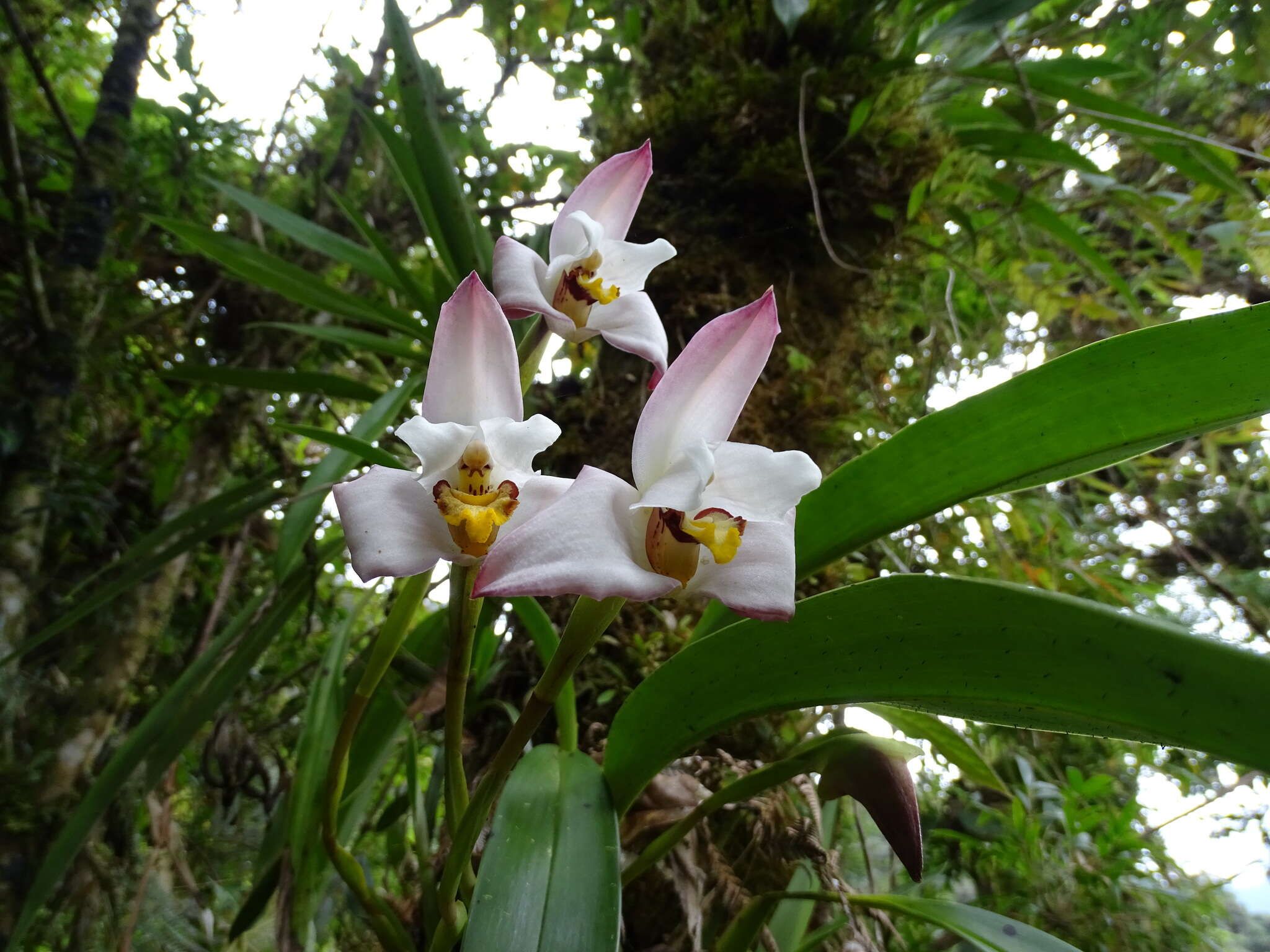 Imagem de Maxillaria huebschii Rchb. fil.