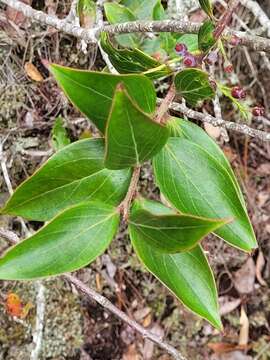 صورة Vaccinium dunalianum Wight