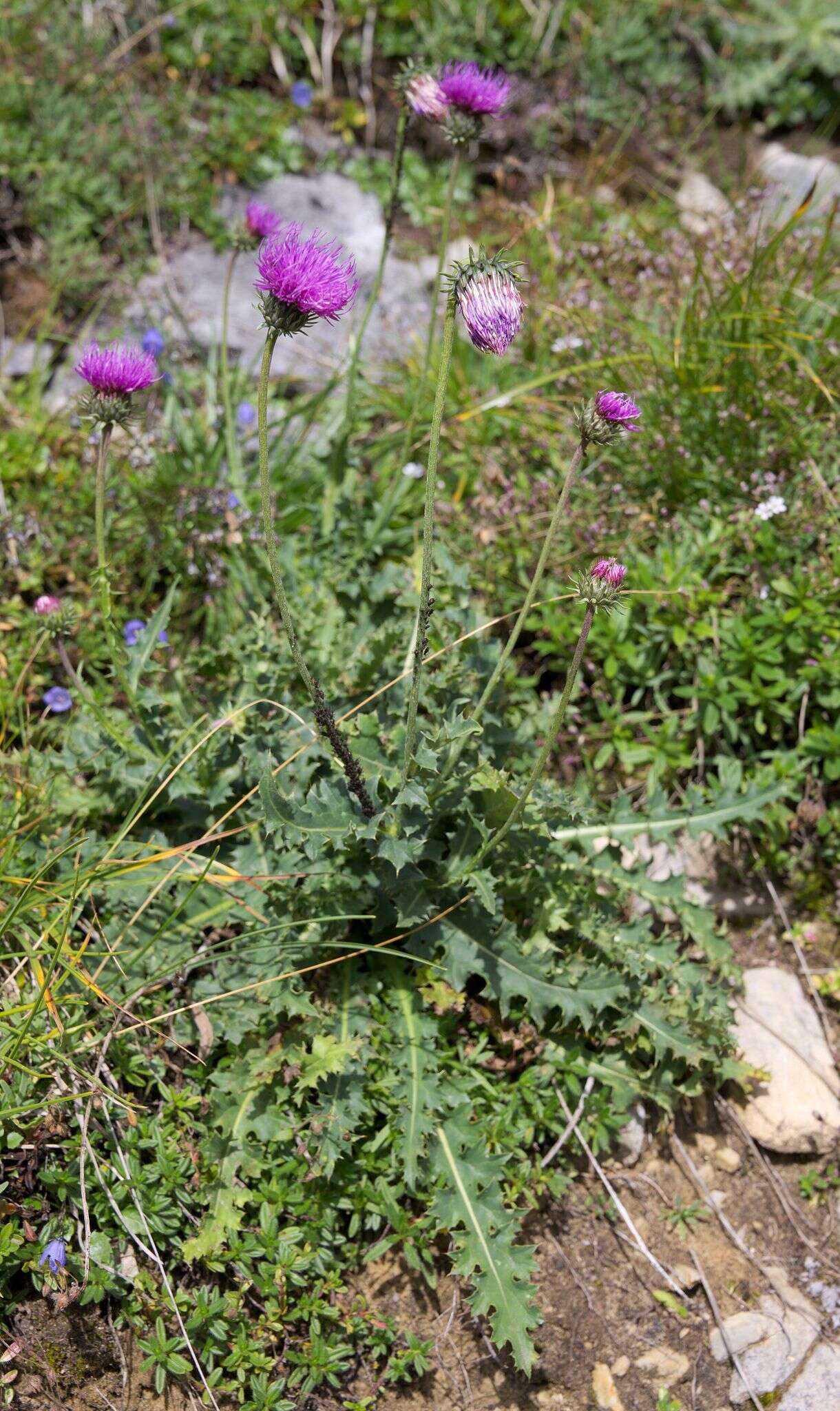 Imagem de Carduus defloratus subsp. defloratus