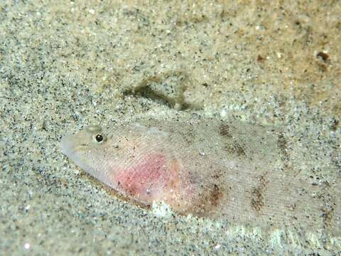 Image of California tonguefish