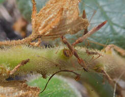 Image of Spined Stilt Bug