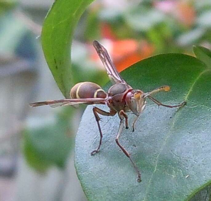 Image of Polistes africanus Pal. de Beauv.