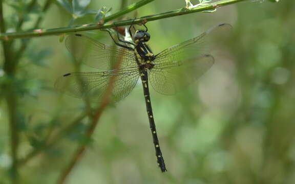 Image of Variable Tigertail