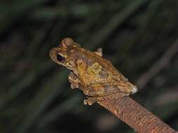 Image of Green-eyed treefrog