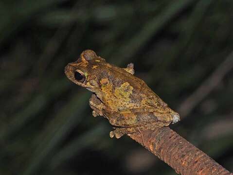 Image of Green-eyed treefrog